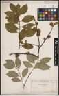 Foto von Salix caprea L.